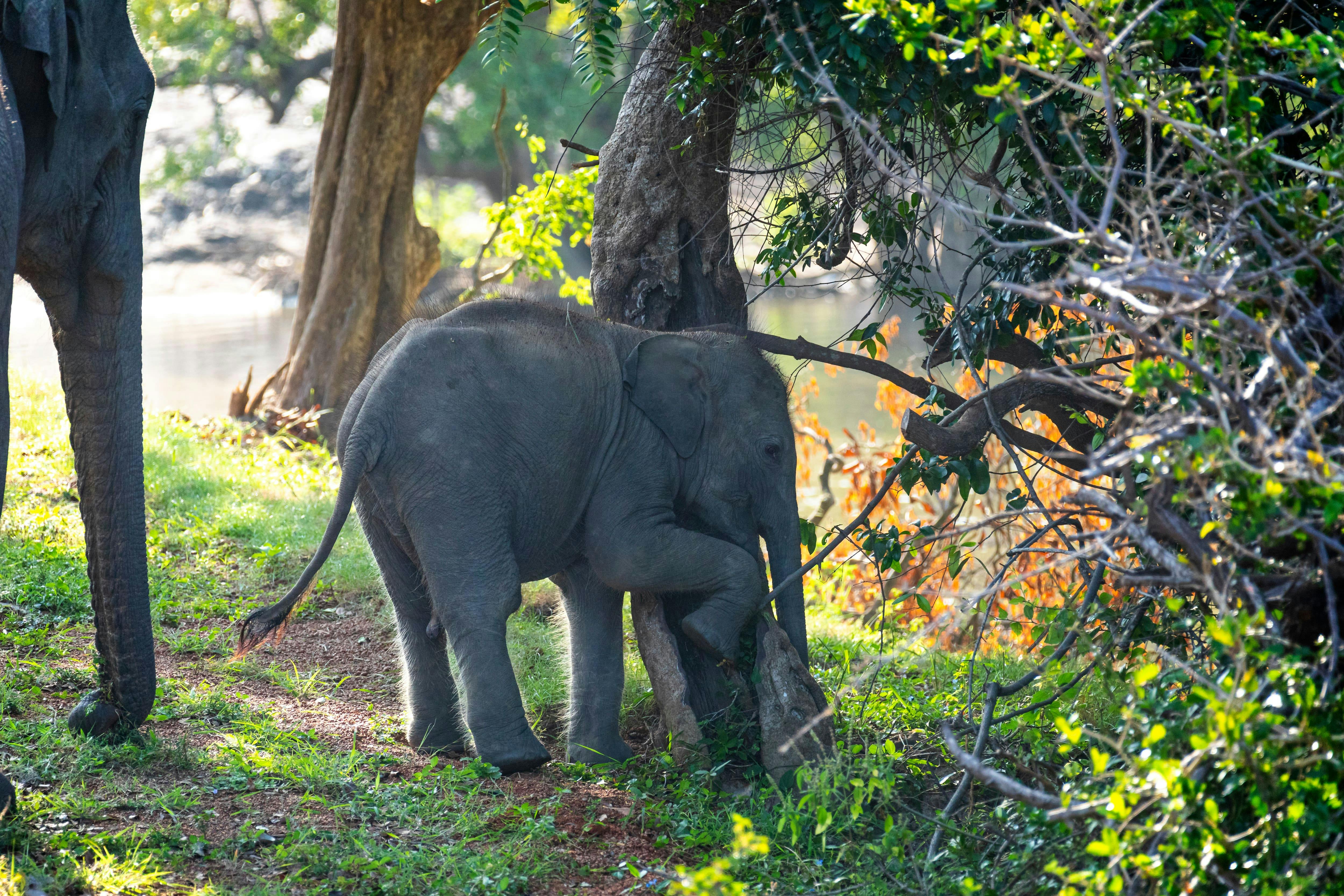 Yala Safari & Galle Overnight Tour