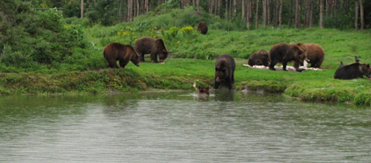 Visit to a Bear Sanctuary from Budapest