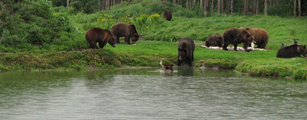 Visita a un Santuario degli orsi da Budapest