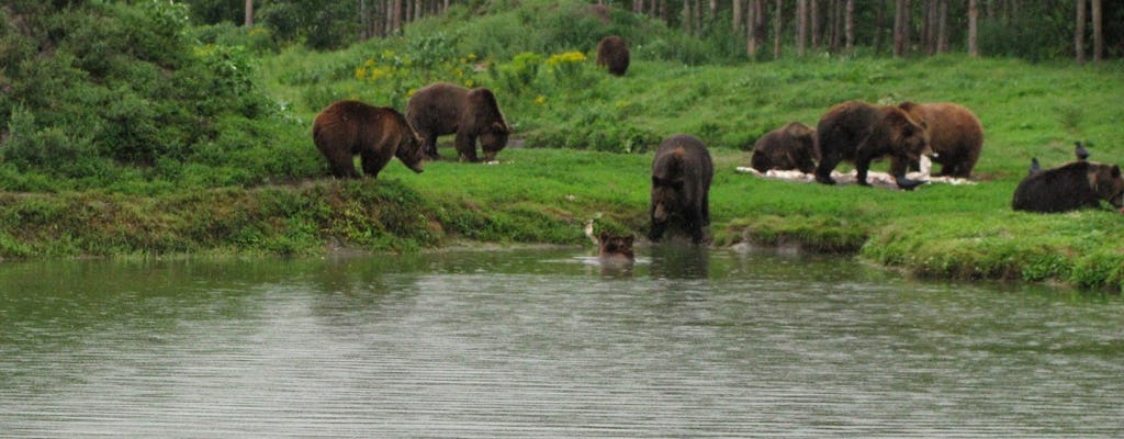 Visit to a Bear Sanctuary from Budapest