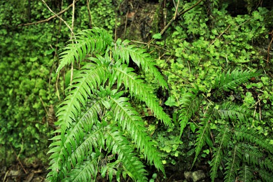 Tour de trekking nos vales de Ruffa com degustação