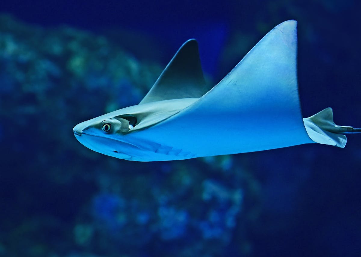 Toegangskaartje voor het Cairns Aquarium