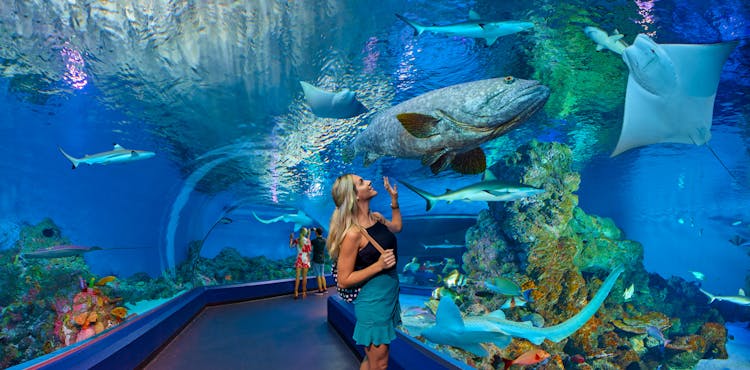 Cairns Aquarium admission ticket
