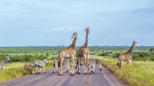 Safari privado de medio día o día completo en el Parque Nacional Kruger