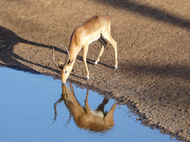 Ngutuni and Salt Lick two-day safari