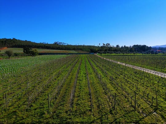 Experiência na rota dos vinhos da Bairrada com prova de vinhos e almoço
