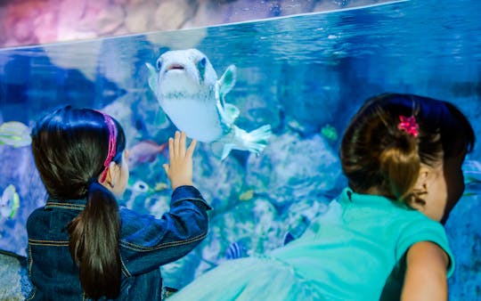 Комбинированный билет на аквариум SEA LIFE и центр открытий LEGOLAND Tempe