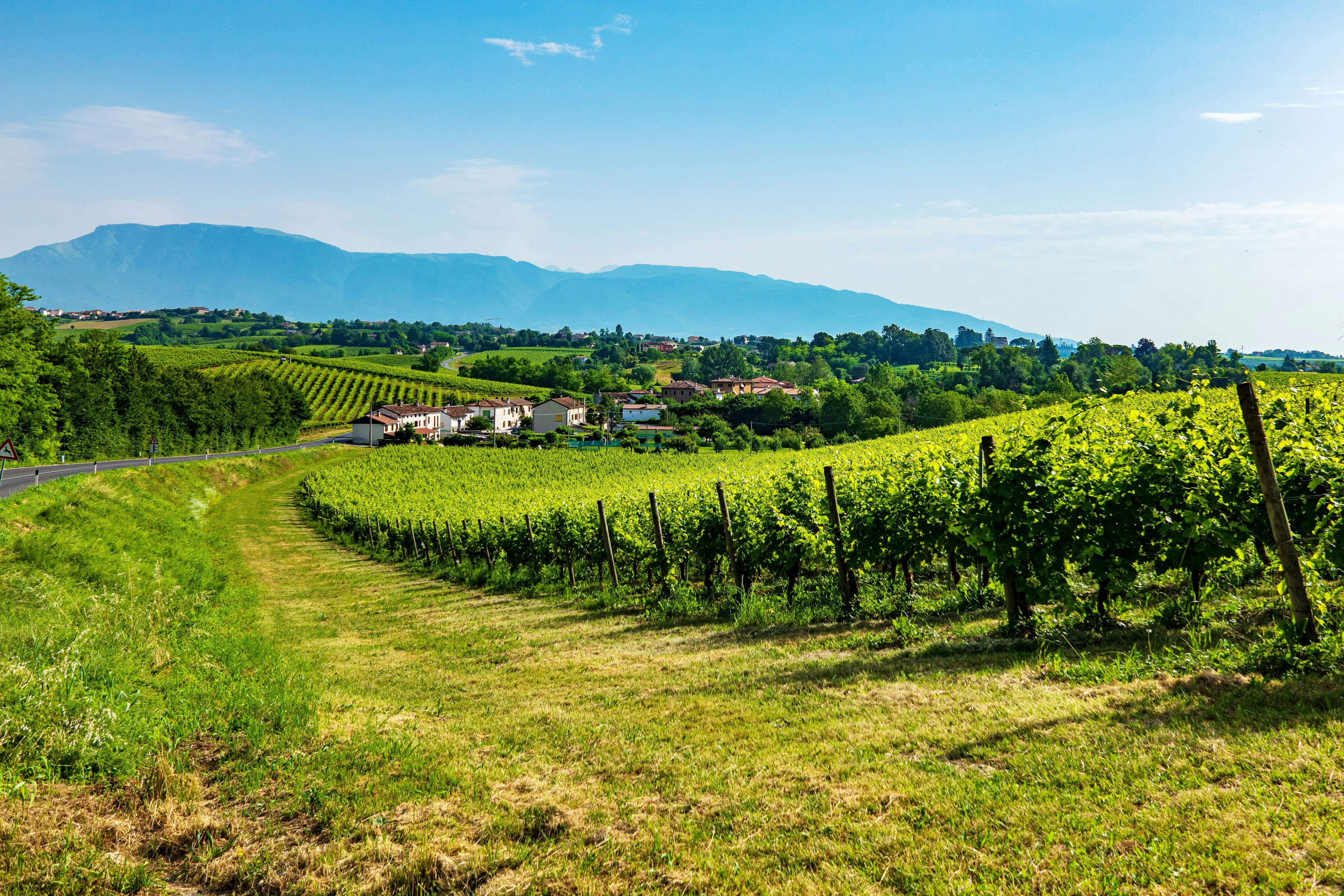 Private Valpolicella Wine Tasting Tour