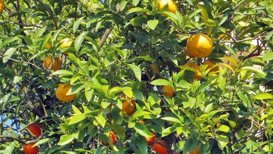 Ricerca a piedi autoguidata nel giardino di Sochi