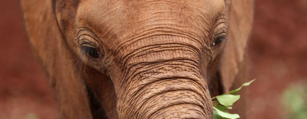 Adopt an elephant at David Sheldrick Elephant Sanctuary Nairobi