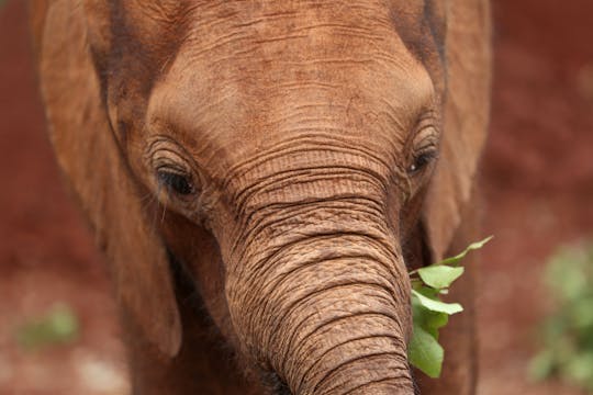 Adopt an elephant at David Sheldrick Elephant Sanctuary Nairobi