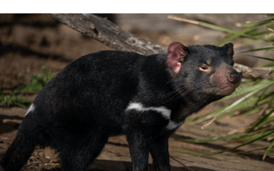 Bonorong Wildlife Sanctuary allgemeine Zulassung