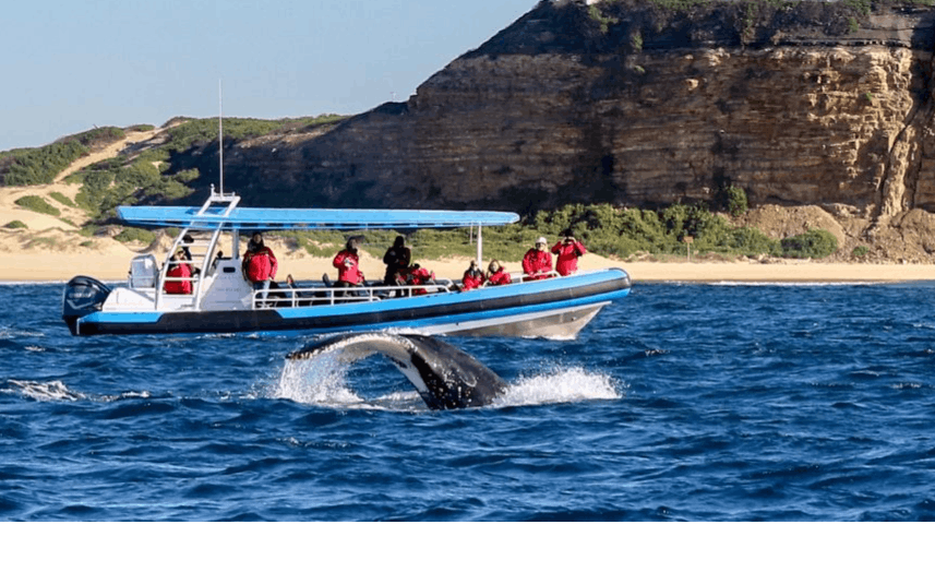 Excursão de encontro de baleias jubarte