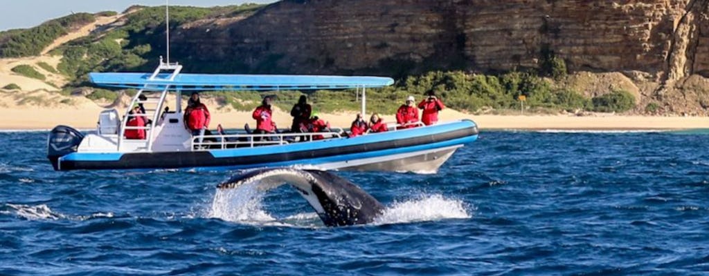 Excursão de encontro de baleias jubarte