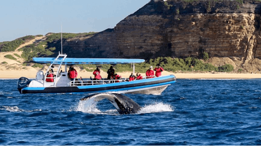 Visite à la rencontre des baleines à bosse