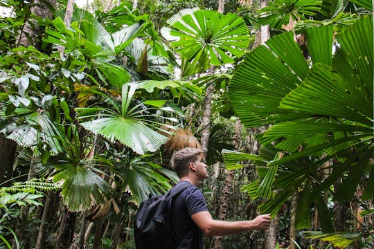 Daintree and Cape Tribulation day tour