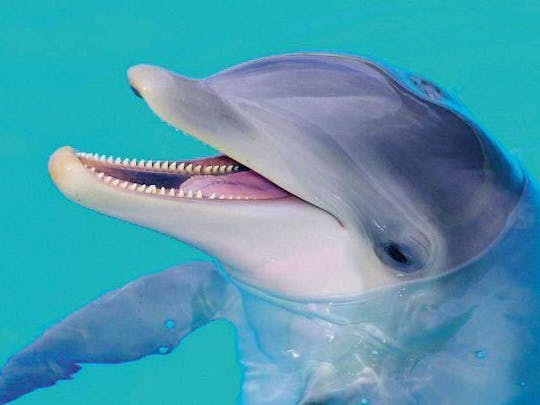 Zoomarine Park Experiencias con delfines