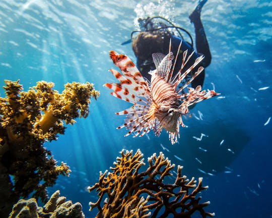 Plongée avec équipement pour les plongeurs qualifiés avec Binibeca Diving