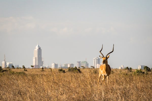 Half-day Nairobi National Park tour