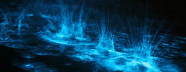 Passeio de remo de bioluminescência