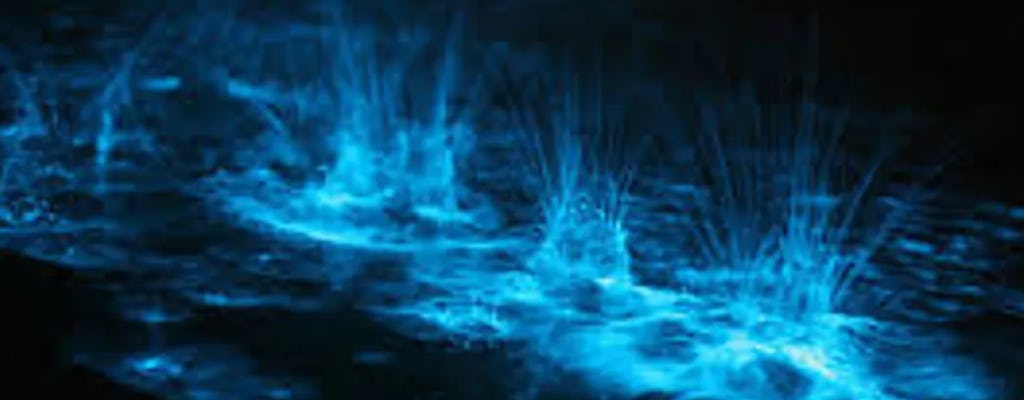 Tour de remo de bioluminiscencia