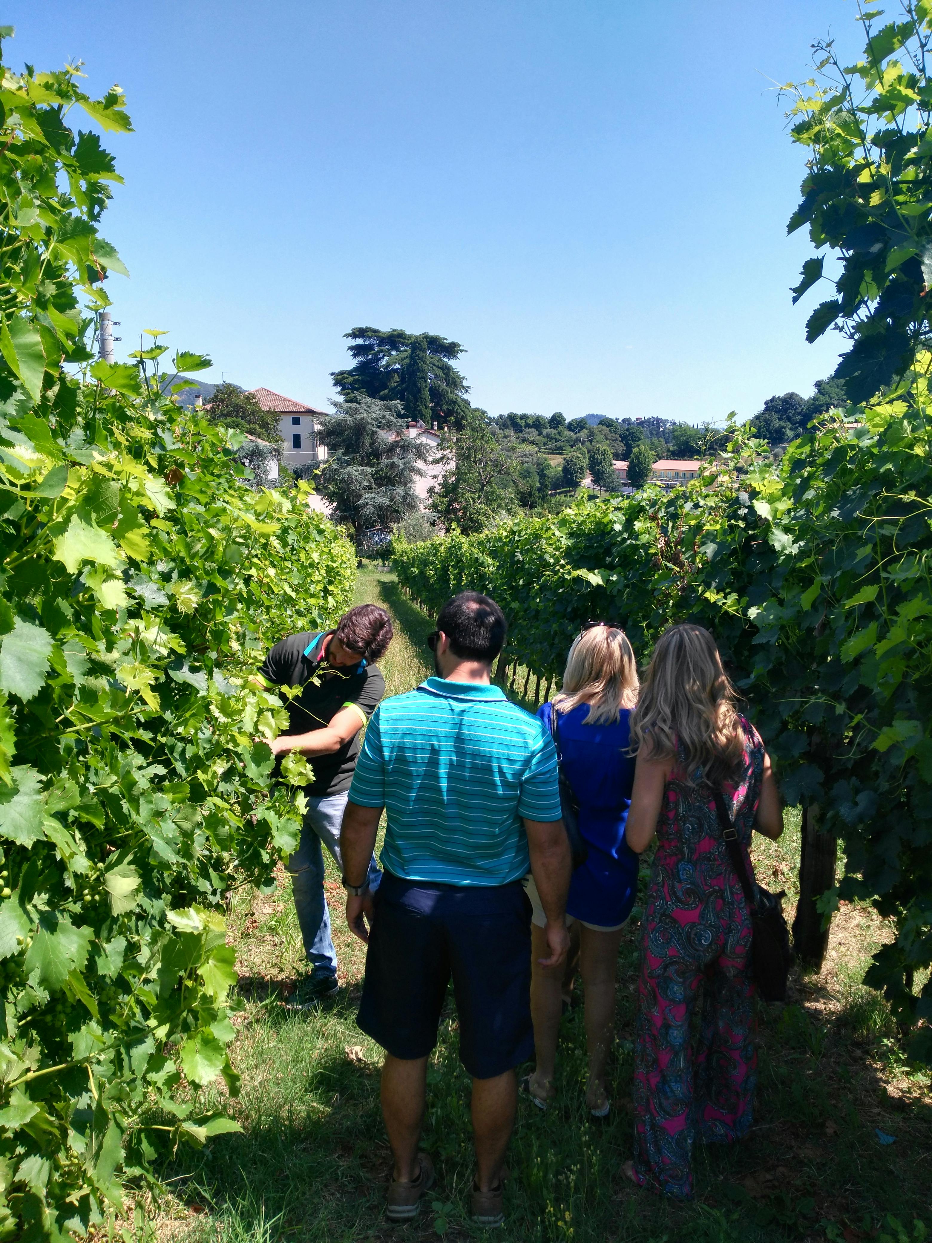 Wycieczka winiarska po Wzgórzach Euganejskich z Padwy