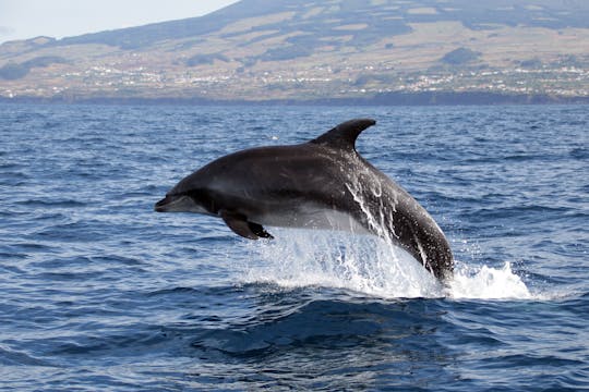 Zwemmen met dolfijnen op Terceira