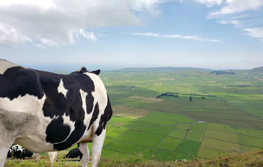 Central Terceira Minivan Tour