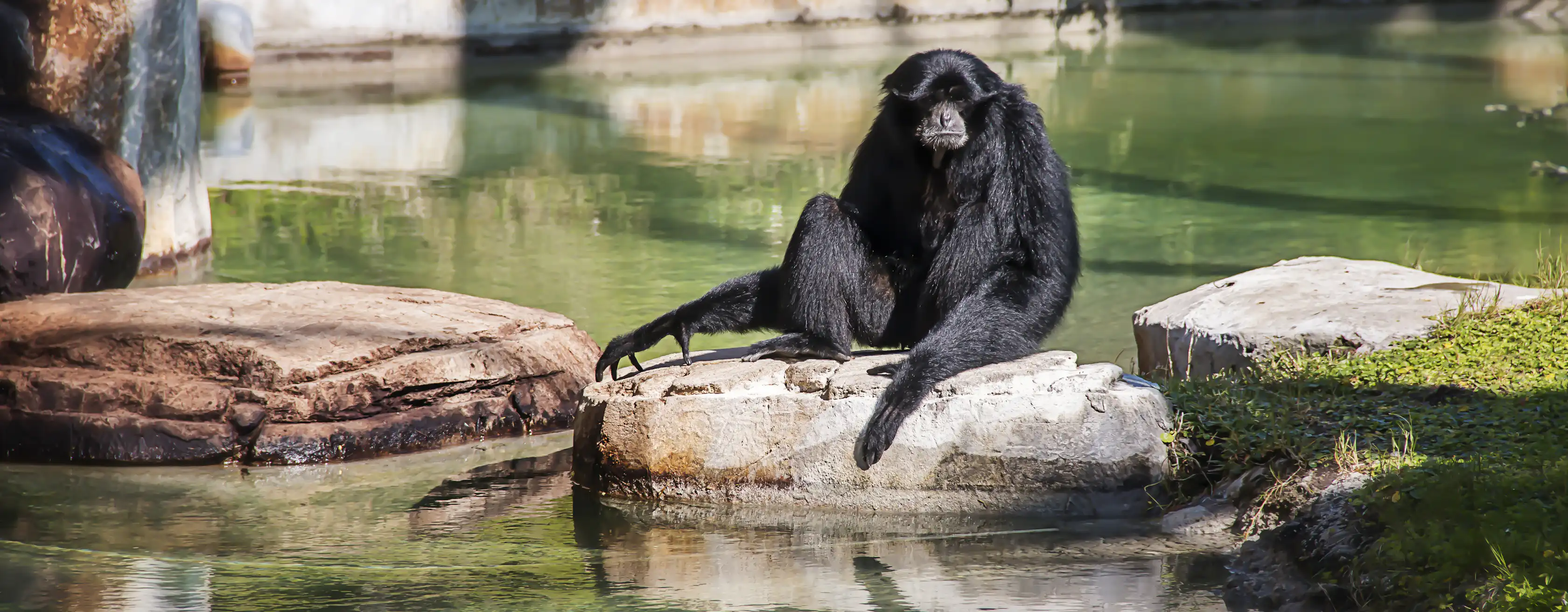 Zoo Tampa billetter og utflukter