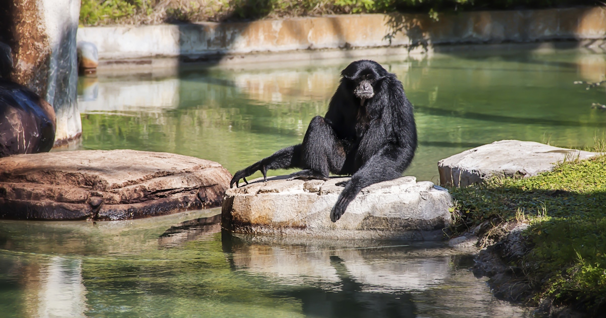 Zoo Tampa Tickets and Passes