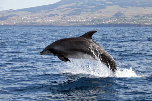 Terceira Whale Watching & Islets Ticket