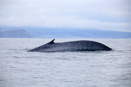 Terceira Whale Watching & Islets Ticket