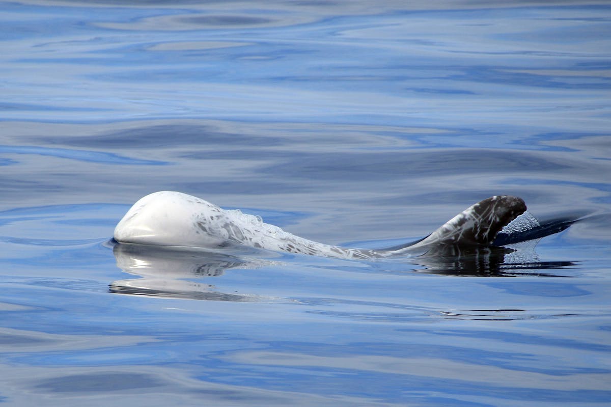Terceira Whale Watching & Caves Tour