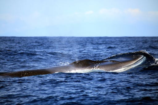 Terceira Whale Watching & Caves Tour