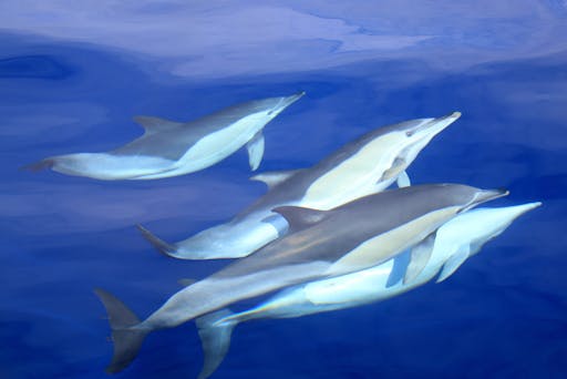 Terceira Whale Watching & Caves Tour
