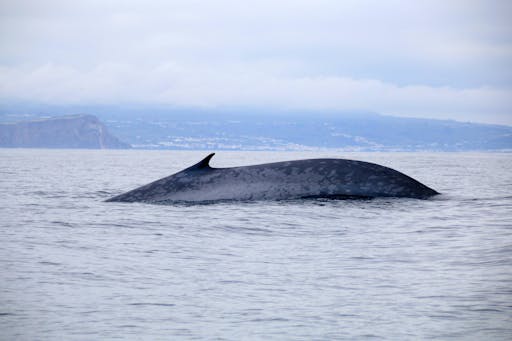 Terceira Whale Watching & Caves Tour