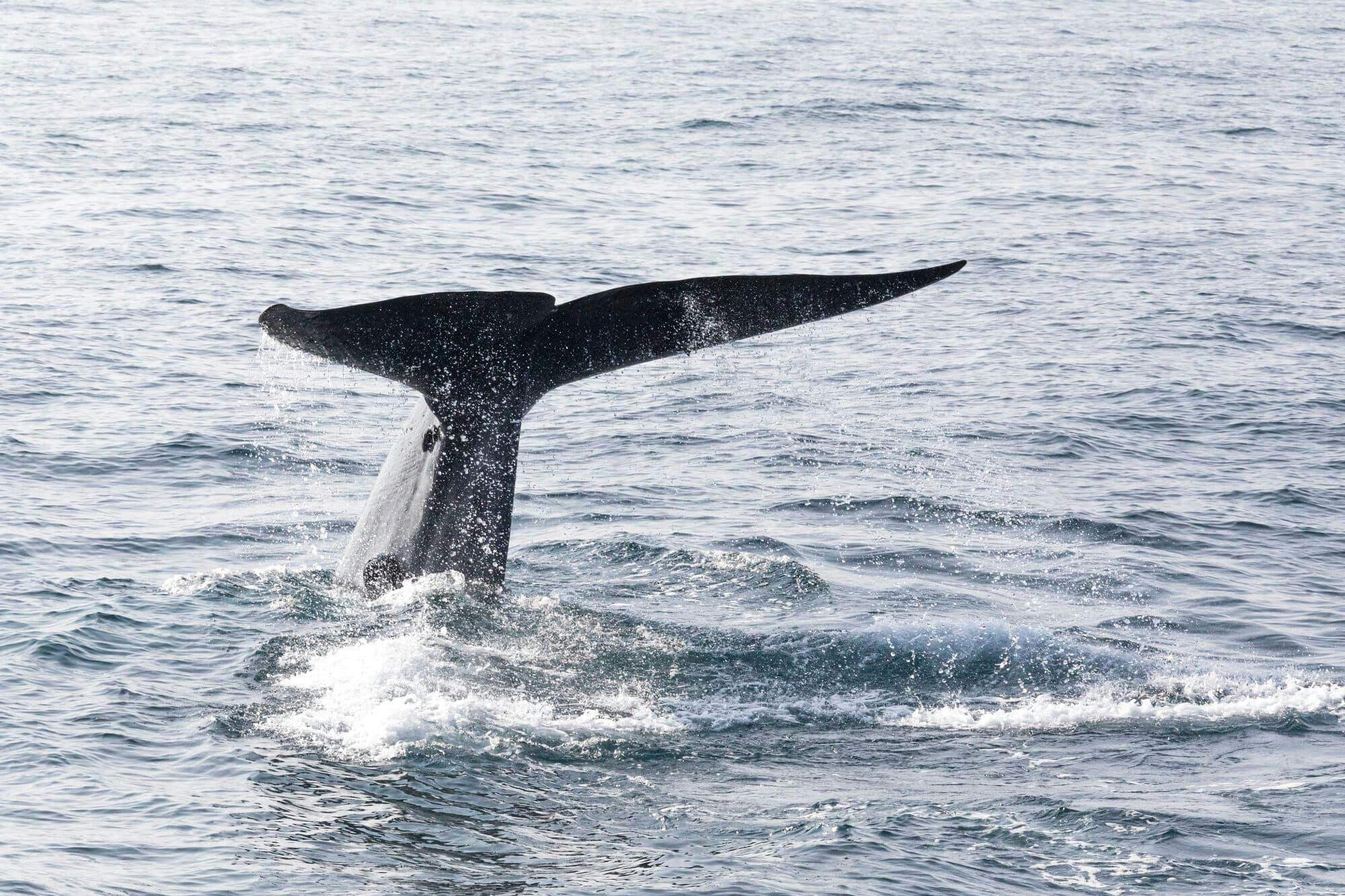 Mirissa Whale Watching Tour