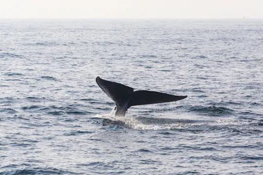 Excursion d'observation des baleines en mer à Mirissa