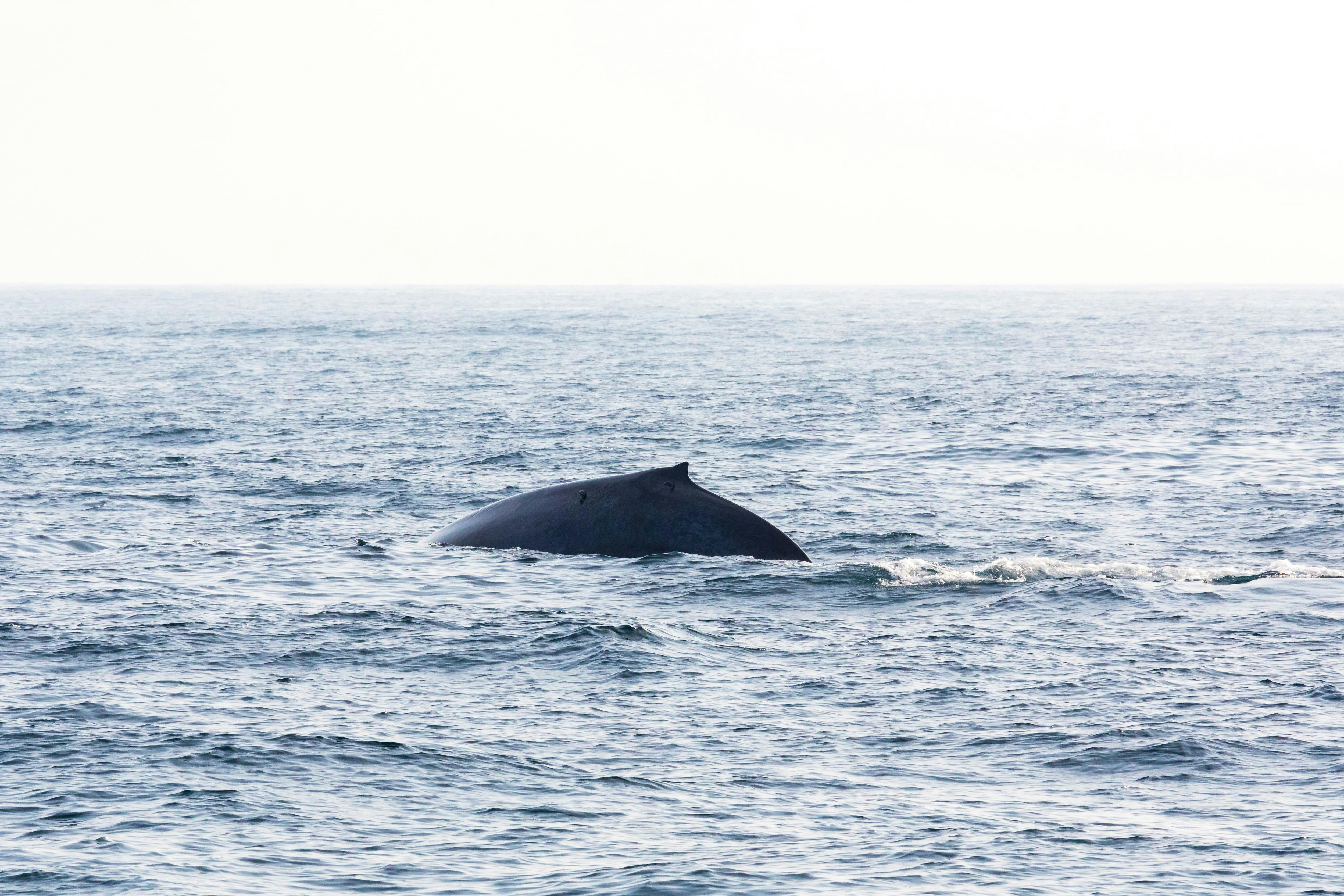 Mirissa Whale Watching Tour