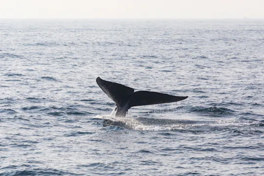 Mirissa Whale Watching Tour