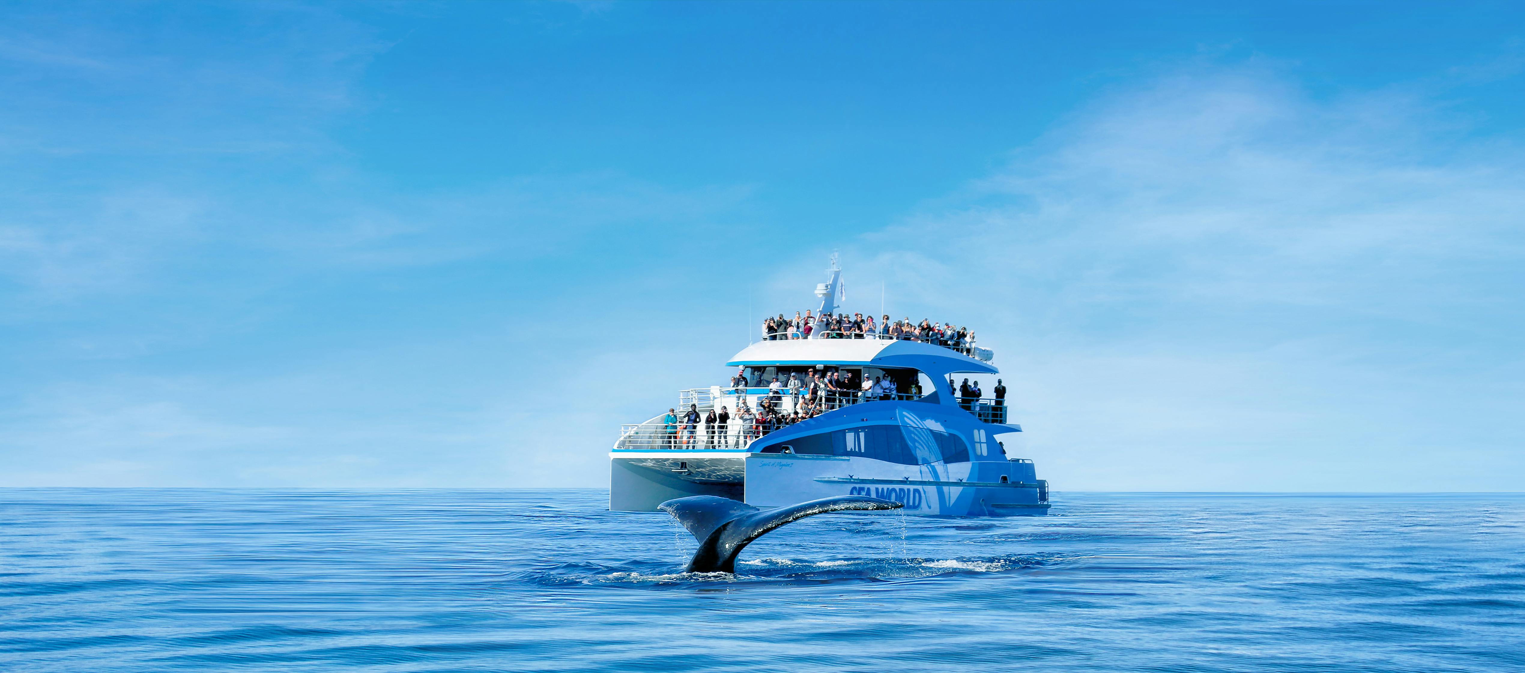 Sea World whale-watching cruise with 100% sighting guarantee Musement