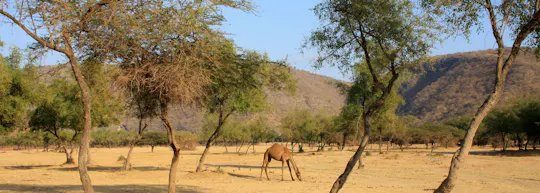 Jebel Samhan w Salalah - całodniowa wycieczka