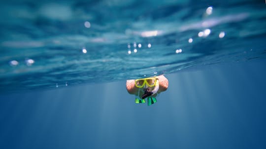 Half-day Cape Town snorkeling tour