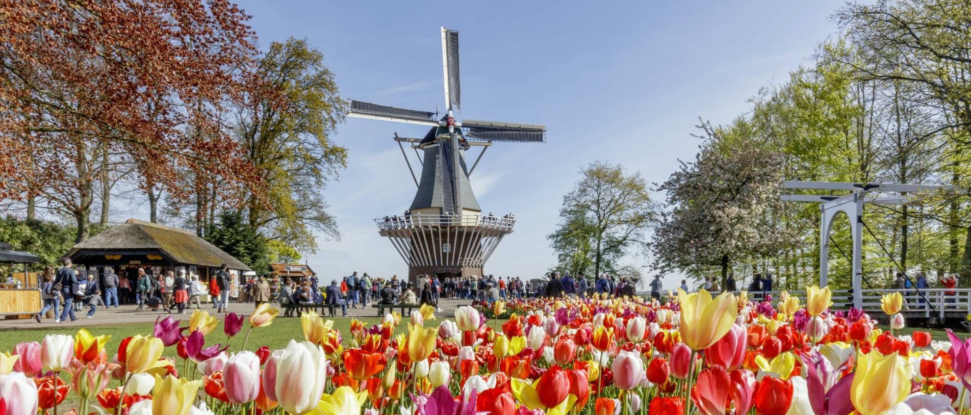 Day trip to Keukenhof flower fields, Volendam and Windmills