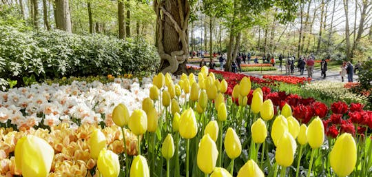 Tour di mezza giornata di Keukenhof e dei campi di tulipani da Amsterdam