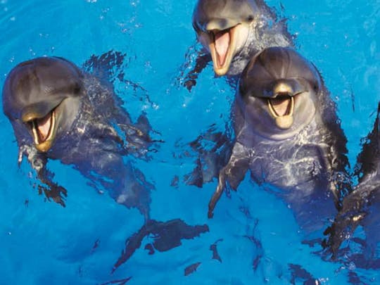 Dolphin Adventure au Rancho Cangrejo