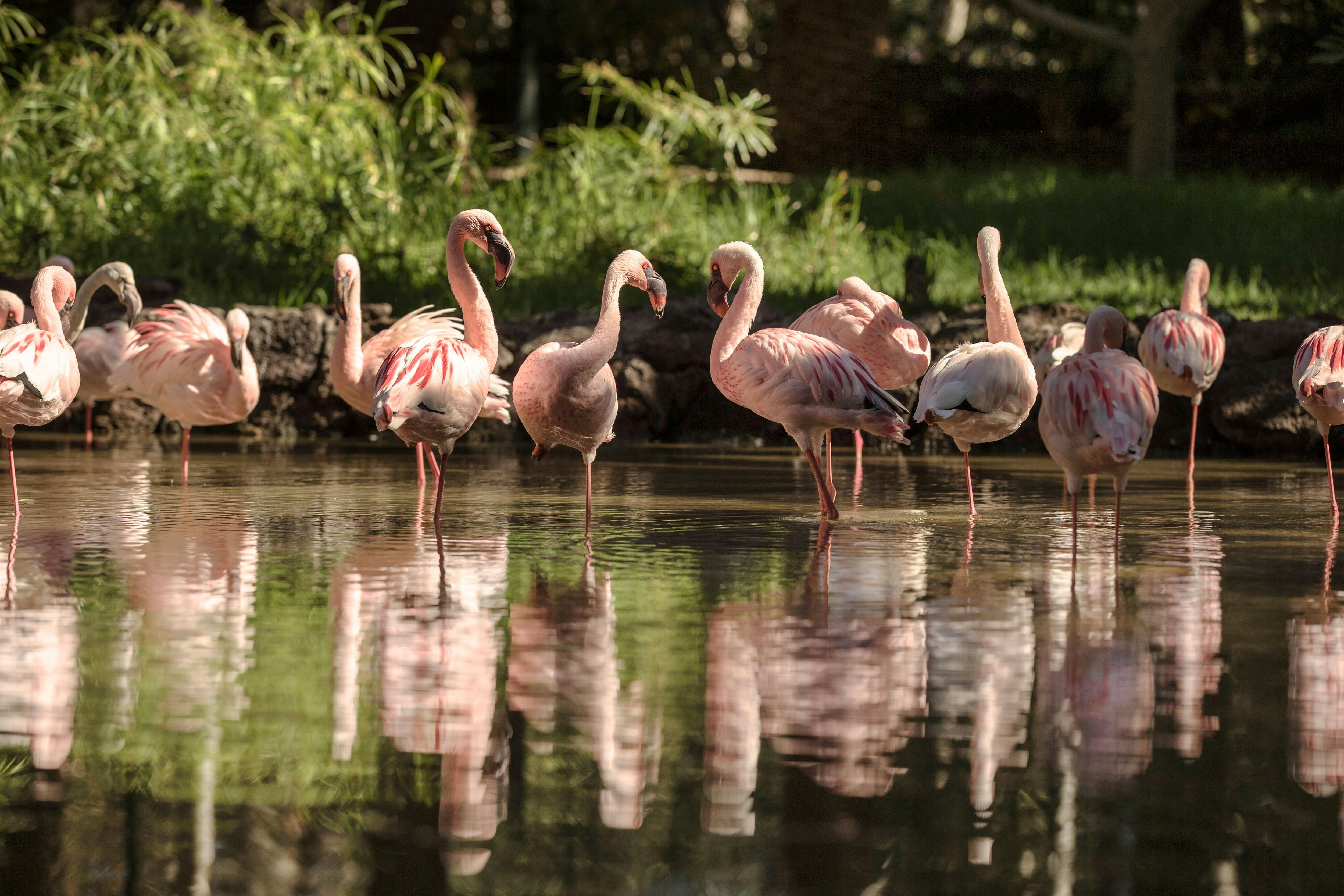 Oasis Wildlife Fuerteventura Ticket with Transfers