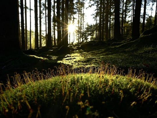 Eintauchen in den Wald Geführte Wanderung in Neuschönau