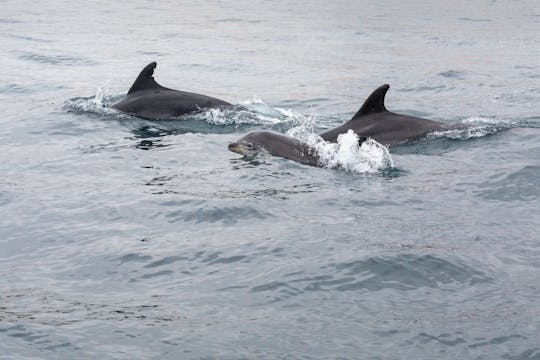 Private Caves & Dolphins Cruise