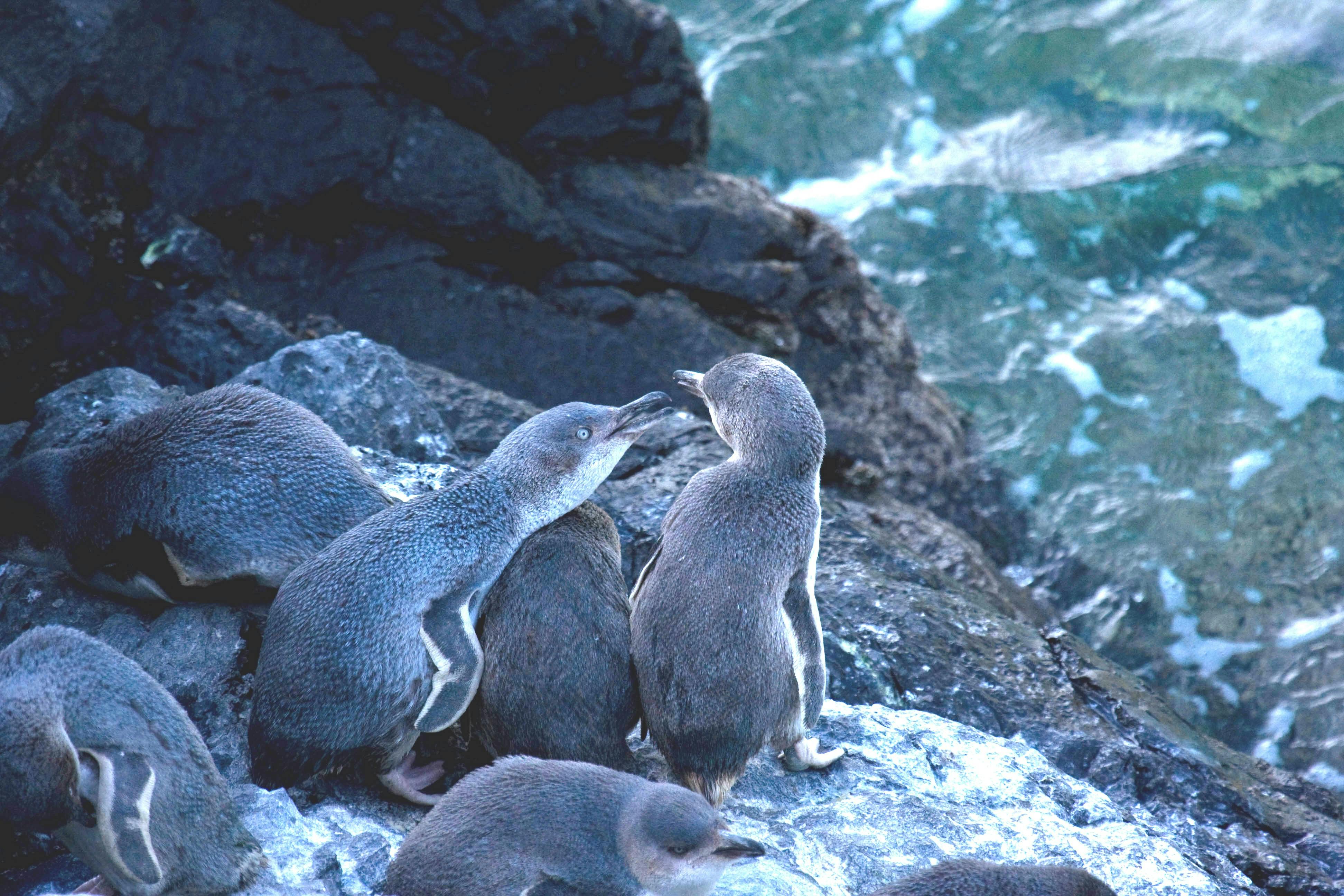 Visite nocturne des pingouins